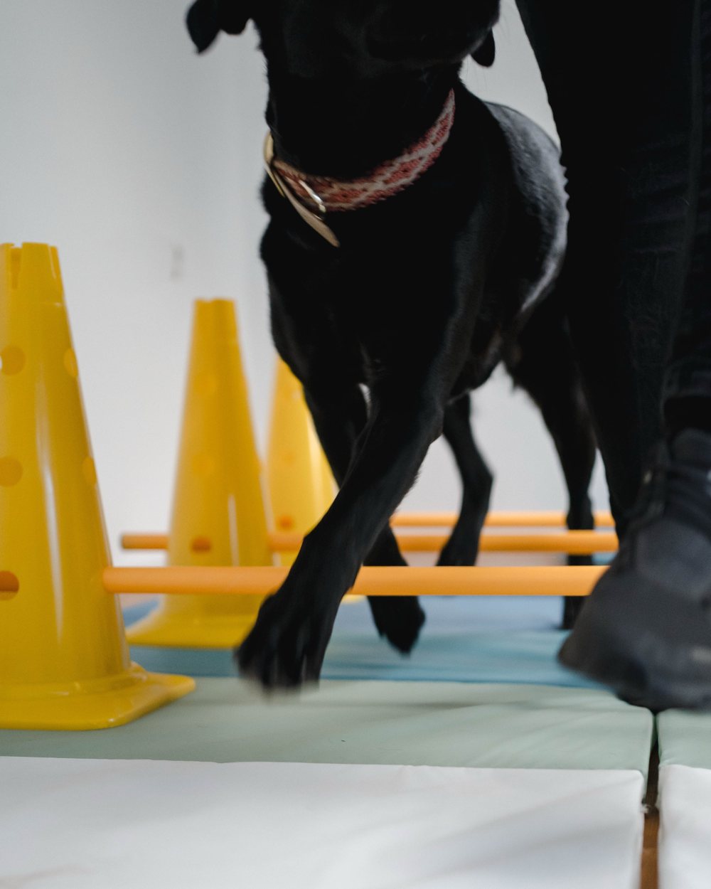 Ein Hund steigt in der Praxis über Cavaletti-Stangen