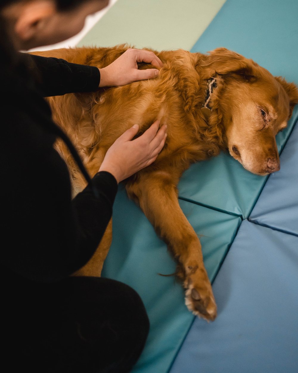 Hände massieren einen entspannt liegenden Hund